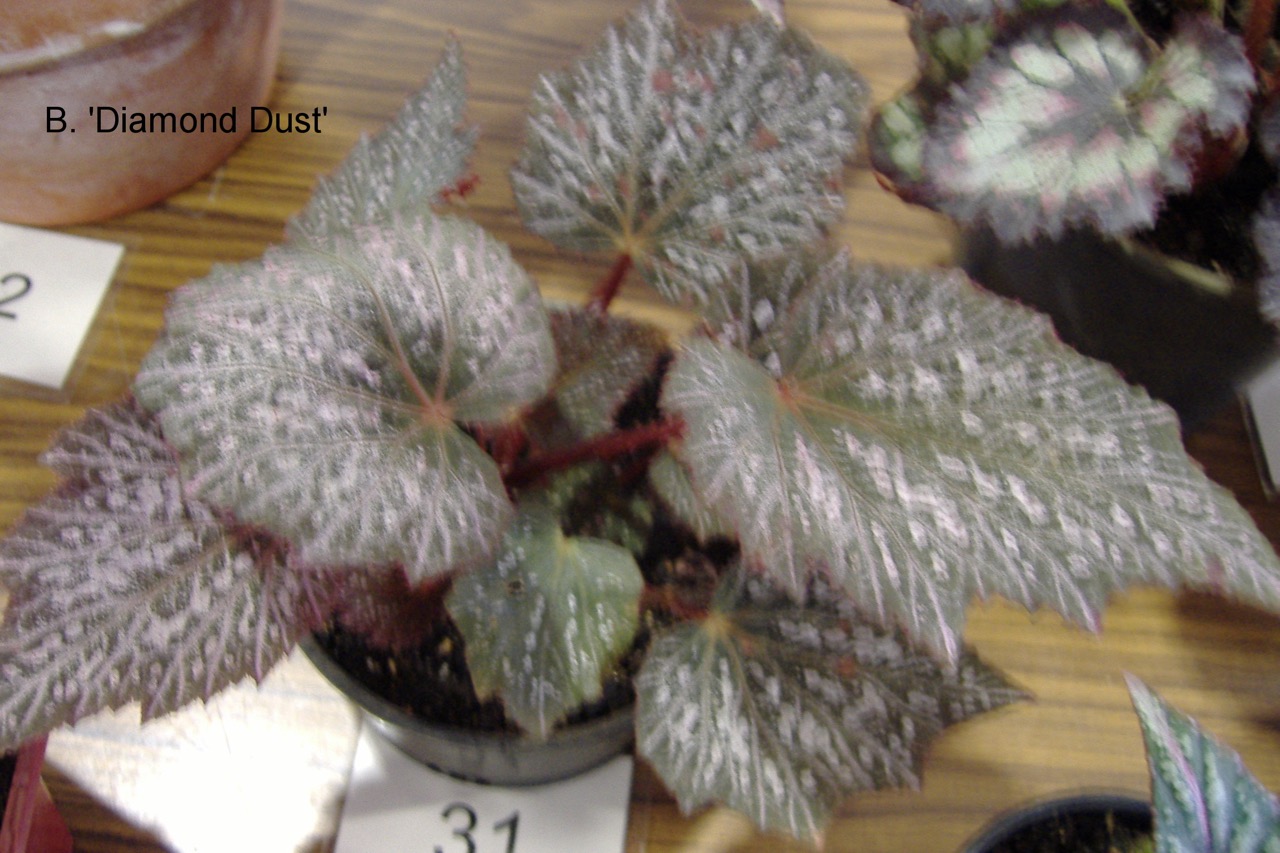 B. ‘Diamond Dust’